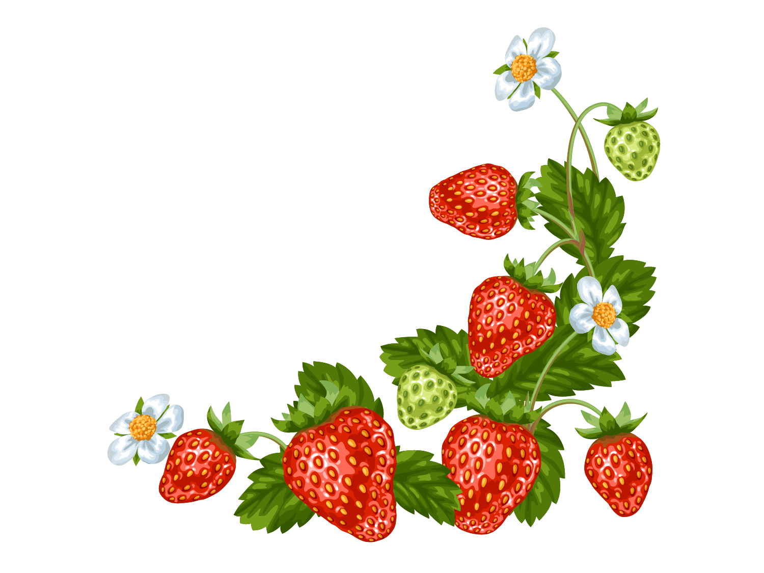 Kumpulan Gambar Strawberry Terbagus dan Terlengkap 31 Gambar Strawberry