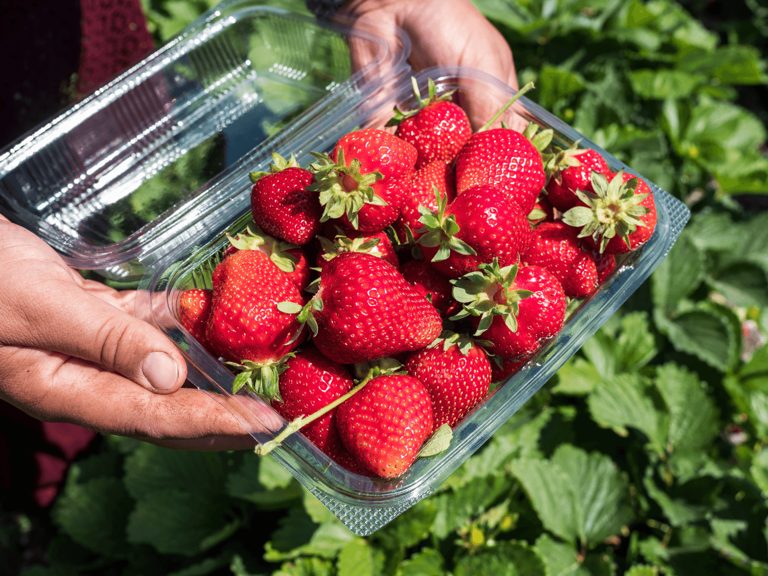 Kumpulan Gambar Strawberry Terbagus dan Terlengkap 22 Gambar Strawberry