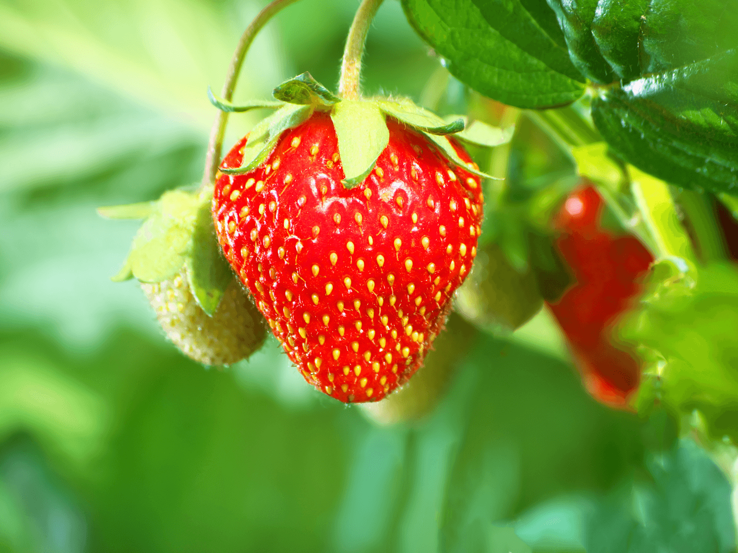 Kumpulan Gambar Strawberry Terbagus dan Terlengkap 21 Gambar Strawberry