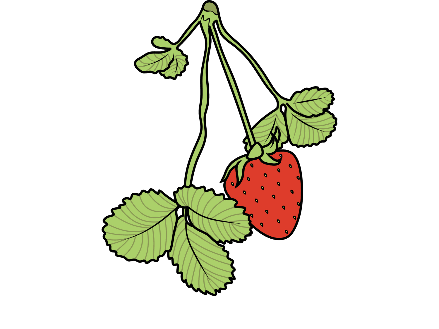 Kumpulan Gambar Strawberry Terbagus dan Terlengkap 16 Gambar Strawberry