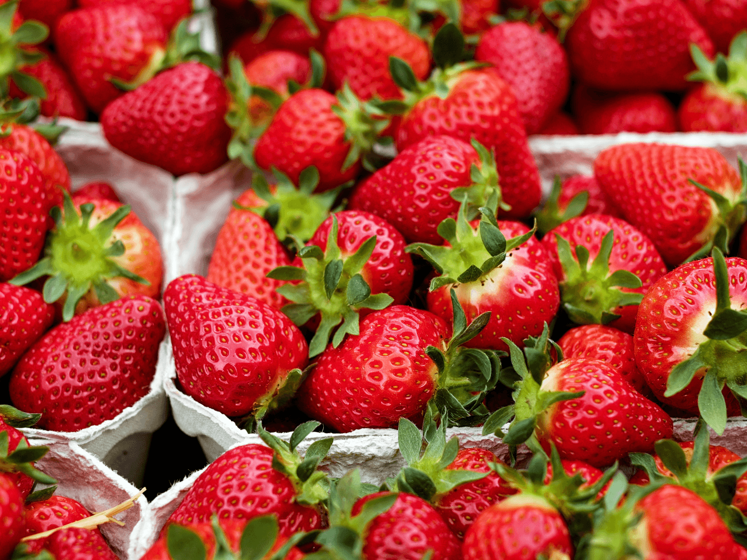 Kumpulan Gambar Strawberry Terbagus dan Terlengkap 12 Gambar Strawberry