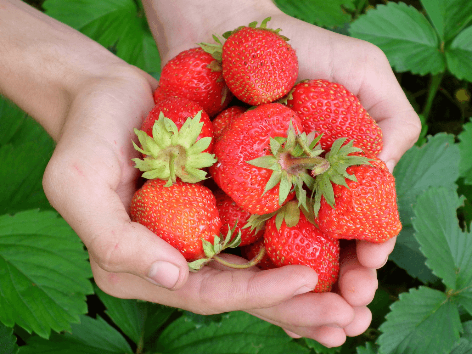 Kumpulan Gambar Strawberry Terbagus dan Terlengkap 10 Gambar Strawberry