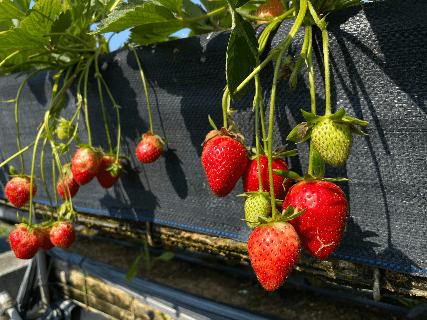 Kumpulan Gambar Strawberry Terbagus dan Terlengkap 9 Gambar Strawberry