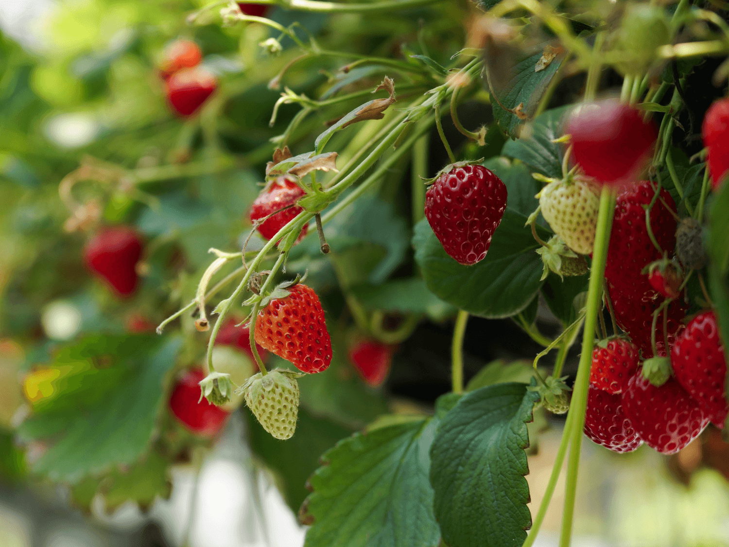 Kumpulan Gambar Strawberry Terbagus dan Terlengkap 8 Gambar Strawberry
