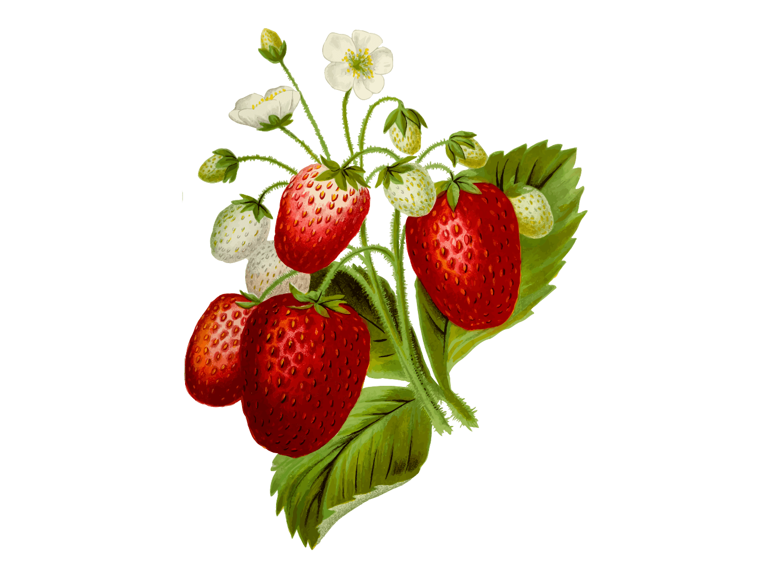 Kumpulan Gambar Strawberry Terbagus dan Terlengkap 27 Gambar Strawberry
