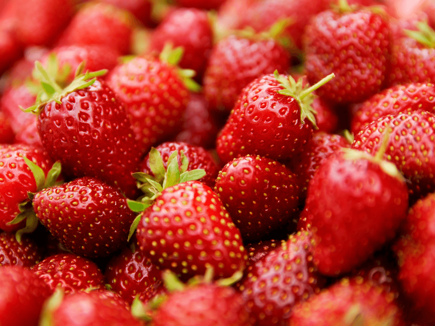 Kumpulan Gambar Strawberry Terbagus dan Terlengkap 23 Gambar Strawberry