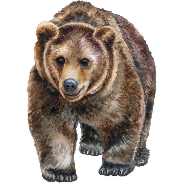 Kumpulan Gambar Beruang Kartun Paling Bagus dan Terlengkap 8 Gambar Beruang Kartun