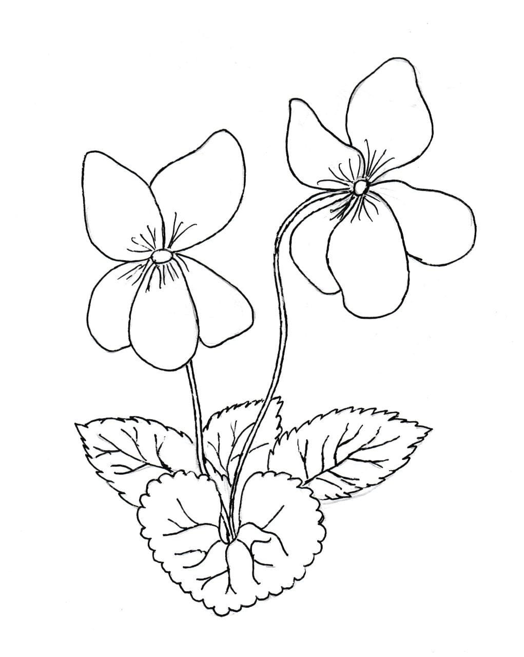 Kumpulan Gambar Bunga Yang Mudah Terbagus dan Terlengkap 12 Gambar Bunga Yang Mudah