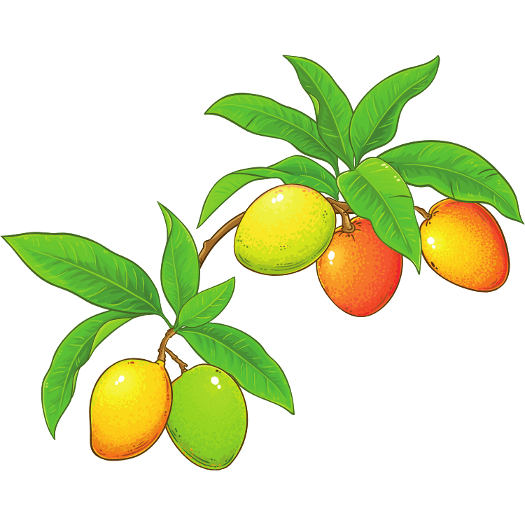 Kumpulan Gambar Mangga Kartun Terbagus dan Terlengkap 4 Gambar Mangga Kartun