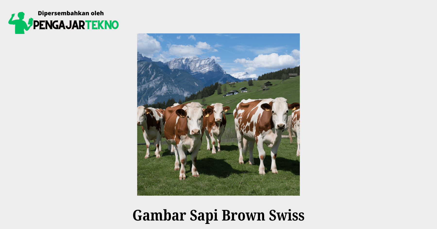 gambar sapi brown swiss