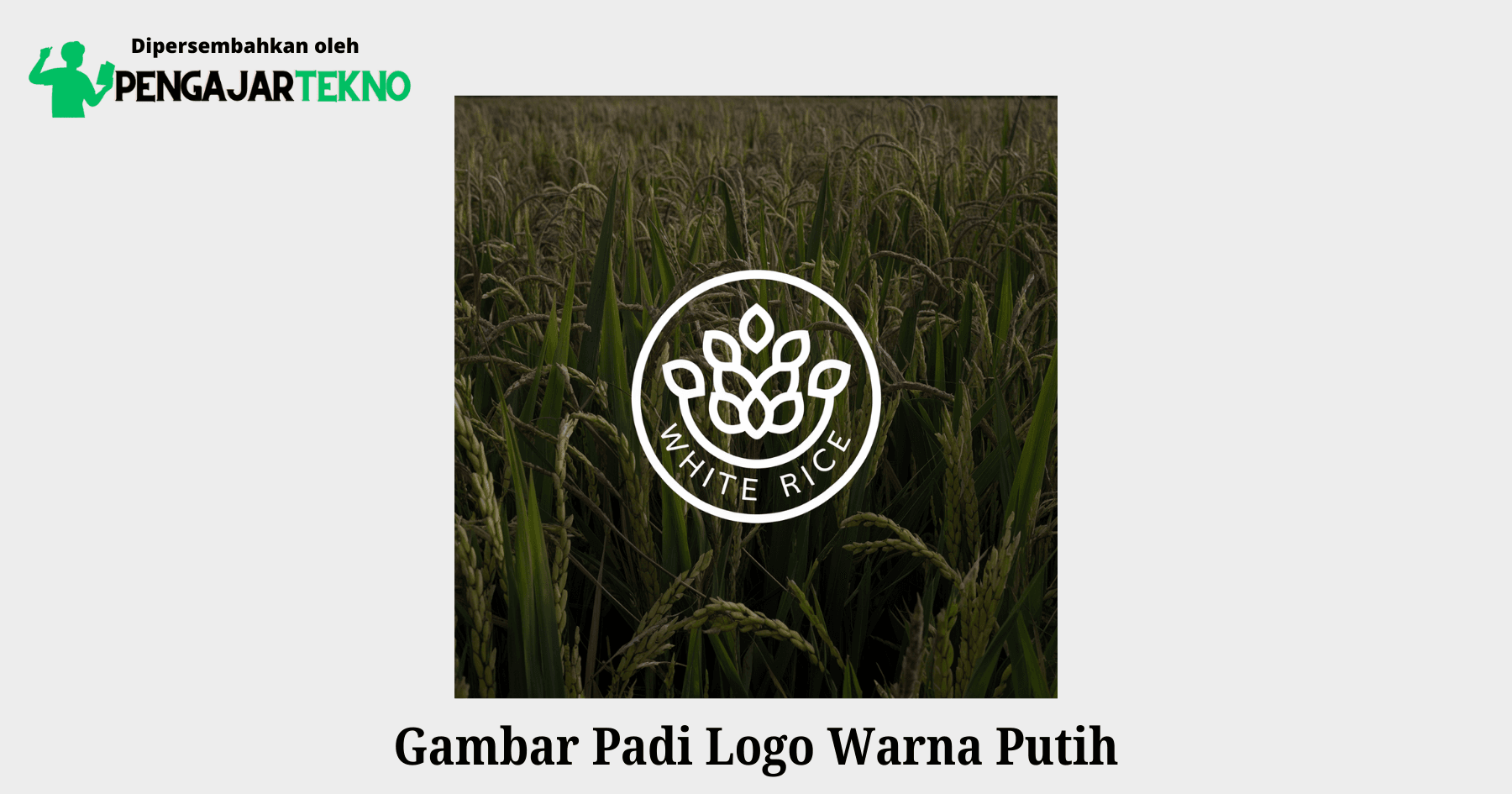 Gambar Padi Logo Warna Putih 1 gambar padi logo warna putih