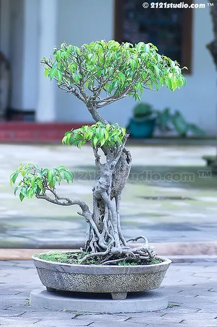 Kumpulan Gambar Aneka Gaya Bonsai Terlengkap! 11 aneka gaya bonsai