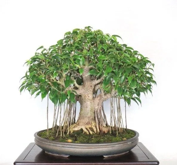 Kumpulan Gambar Aneka Gaya Bonsai Terlengkap! 12 aneka gaya bonsai
