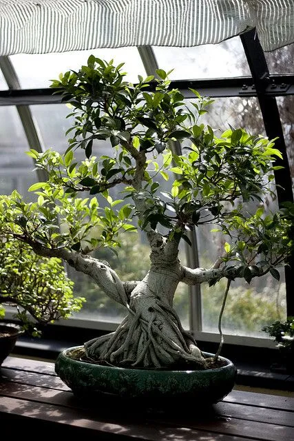 Kumpulan Gambar Aneka Gaya Bonsai Terlengkap! 13 aneka gaya bonsai