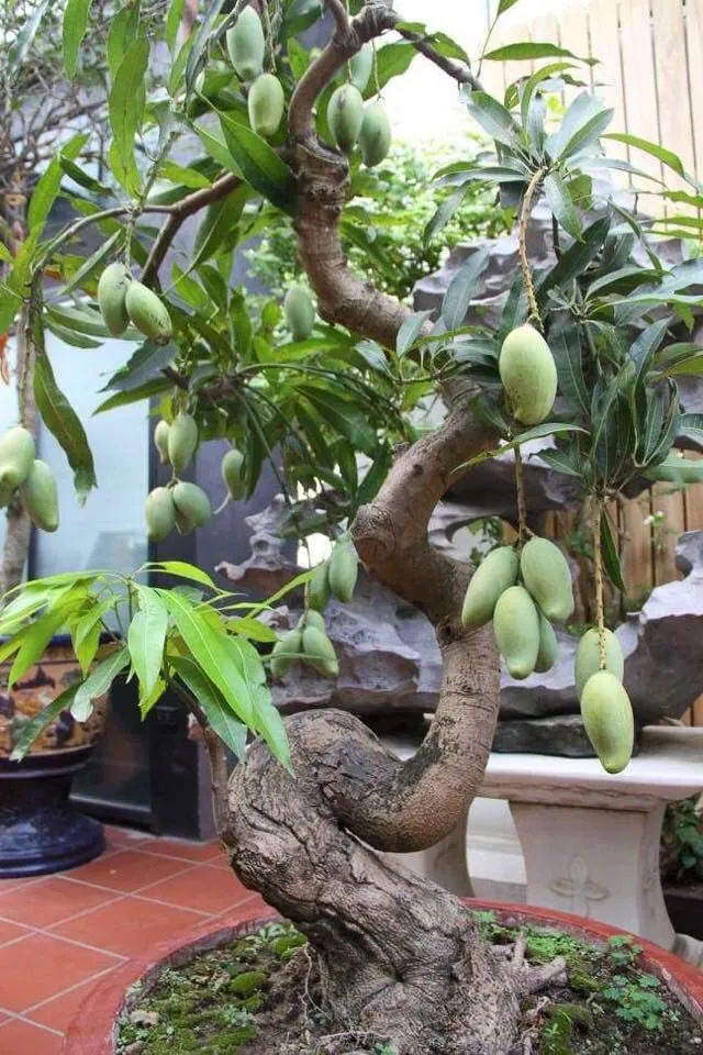 Kumpulan Gambar Aneka Gaya Bonsai Terlengkap! 14 aneka gaya bonsai