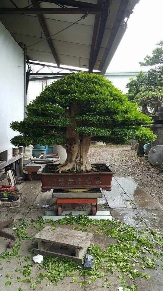 Kumpulan Gambar Aneka Gaya Bonsai Terlengkap! 15 aneka gaya bonsai