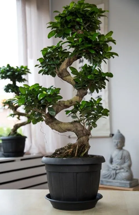 Kumpulan Gambar Aneka Gaya Bonsai Terlengkap! 16 aneka gaya bonsai