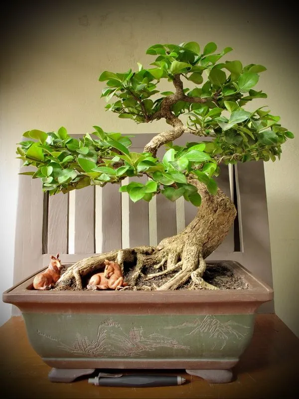Kumpulan Gambar Aneka Gaya Bonsai Terlengkap! 17 aneka gaya bonsai