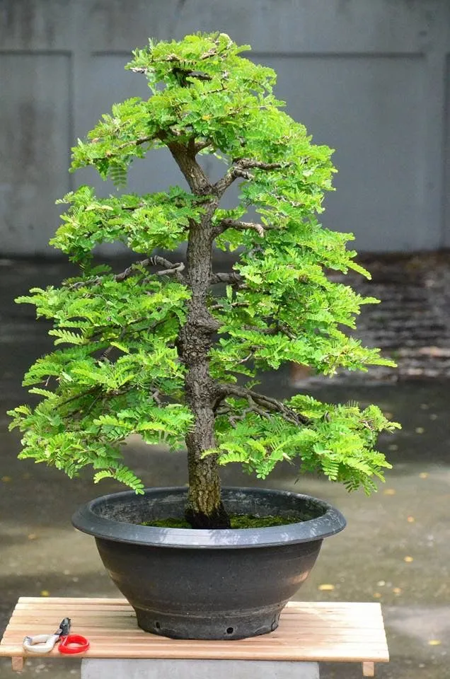Kumpulan Gambar Aneka Gaya Bonsai Terlengkap! 19 aneka gaya bonsai