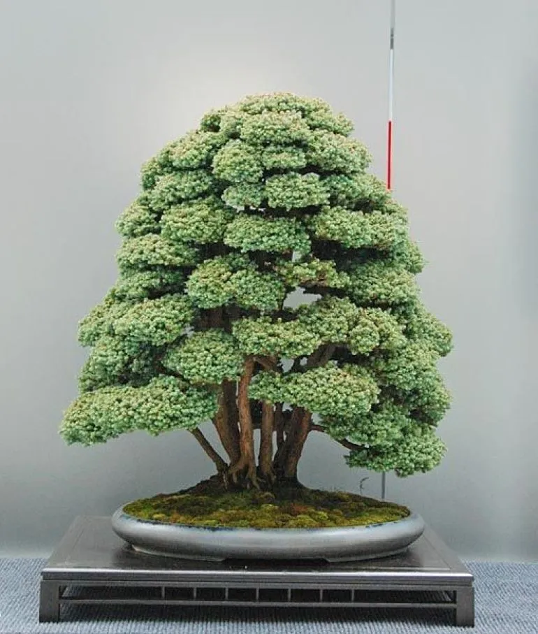 Kumpulan Gambar Aneka Gaya Bonsai Terlengkap! 20 aneka gaya bonsai