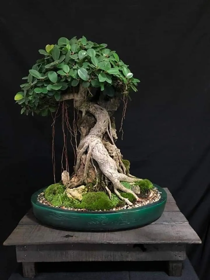 Kumpulan Gambar Aneka Gaya Bonsai Terlengkap! 3 aneka gaya bonsai