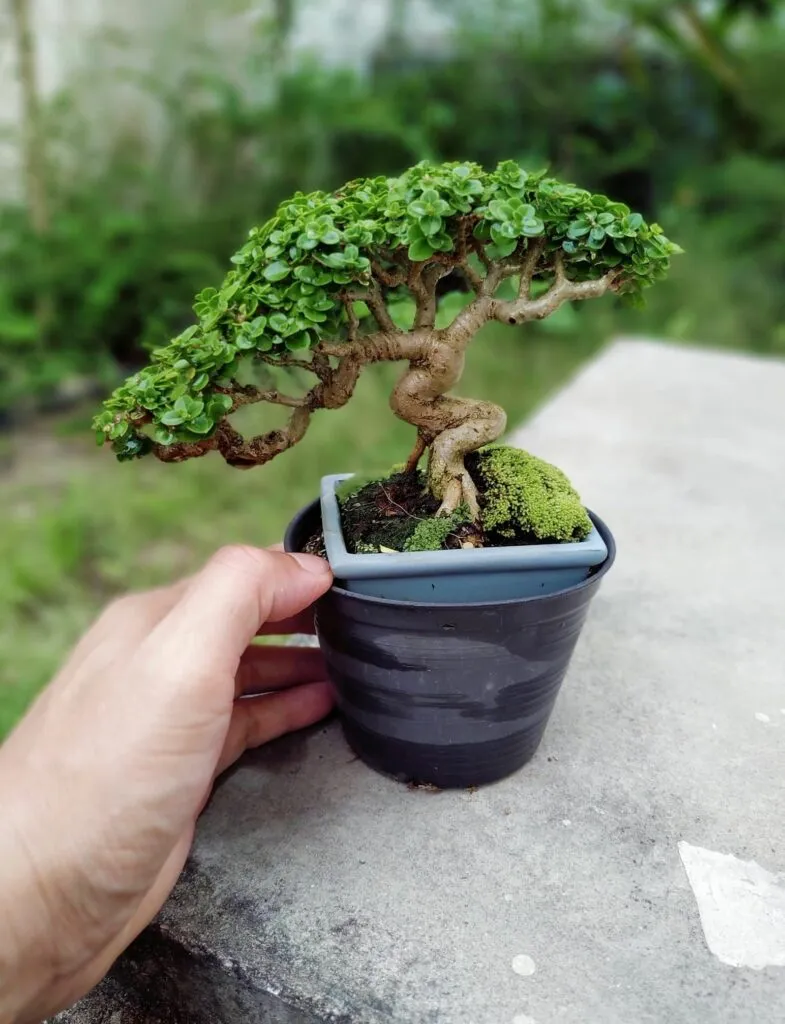 Kumpulan Gambar Aneka Gaya Bonsai Terlengkap! 21 aneka gaya bonsai