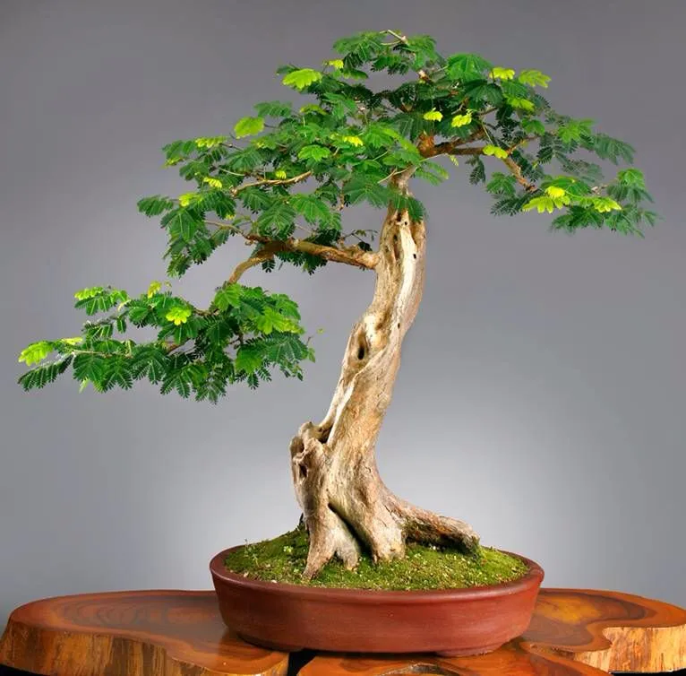 Kumpulan Gambar Aneka Gaya Bonsai Terlengkap! 22 aneka gaya bonsai