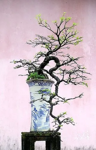 Kumpulan Gambar Aneka Gaya Bonsai Terlengkap! 23 aneka gaya bonsai