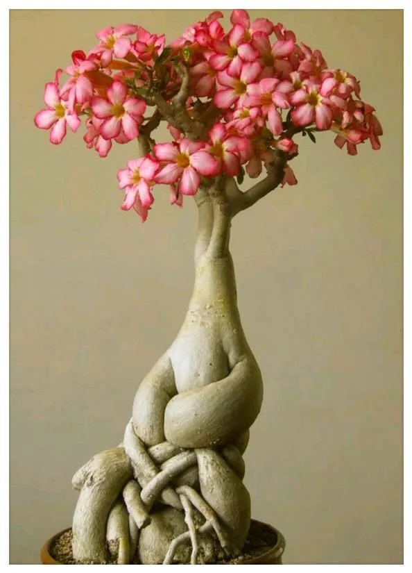 Kumpulan Gambar Aneka Gaya Bonsai Terlengkap! 24 aneka gaya bonsai