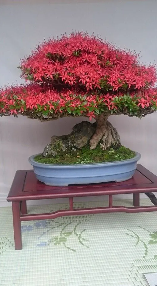 Kumpulan Gambar Aneka Gaya Bonsai Terlengkap! 26 aneka gaya bonsai