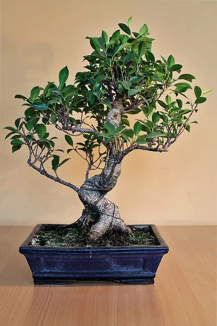 Kumpulan Gambar Aneka Gaya Bonsai Terlengkap! 4 aneka gaya bonsai