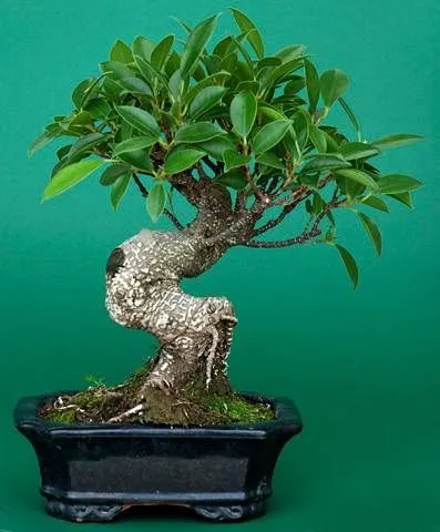Kumpulan Gambar Aneka Gaya Bonsai Terlengkap! 5 aneka gaya bonsai