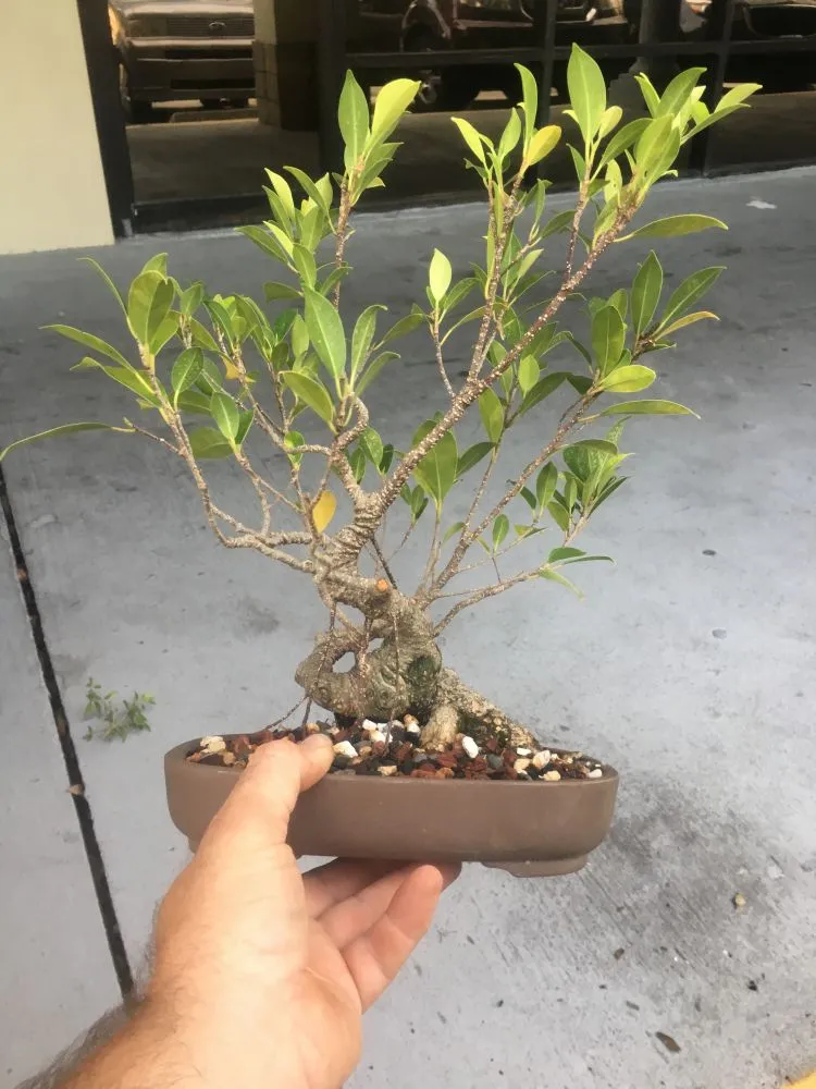Kumpulan Gambar Aneka Gaya Bonsai Terlengkap! 6 aneka gaya bonsai