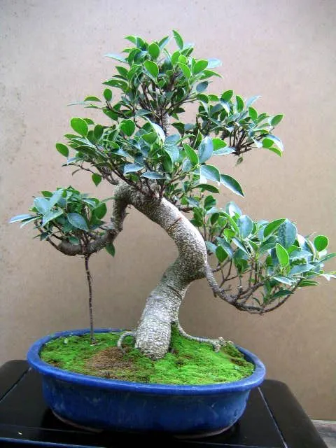 Kumpulan Gambar Aneka Gaya Bonsai Terlengkap! 7 aneka gaya bonsai