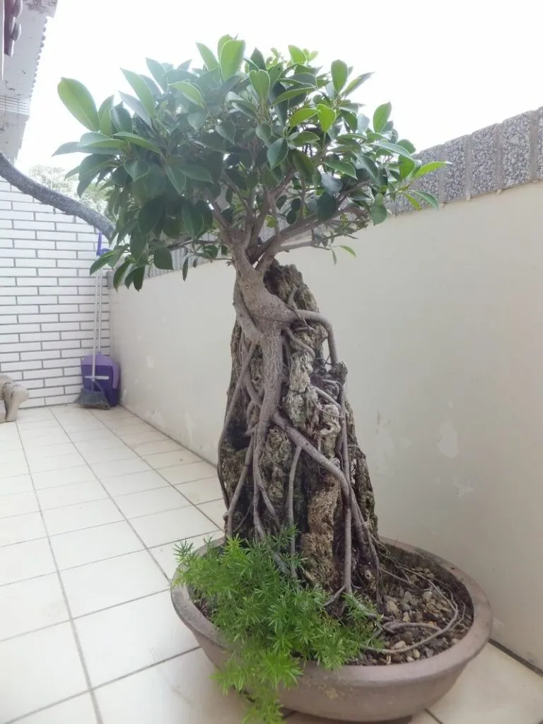Kumpulan Gambar Aneka Gaya Bonsai Terlengkap! 8 aneka gaya bonsai