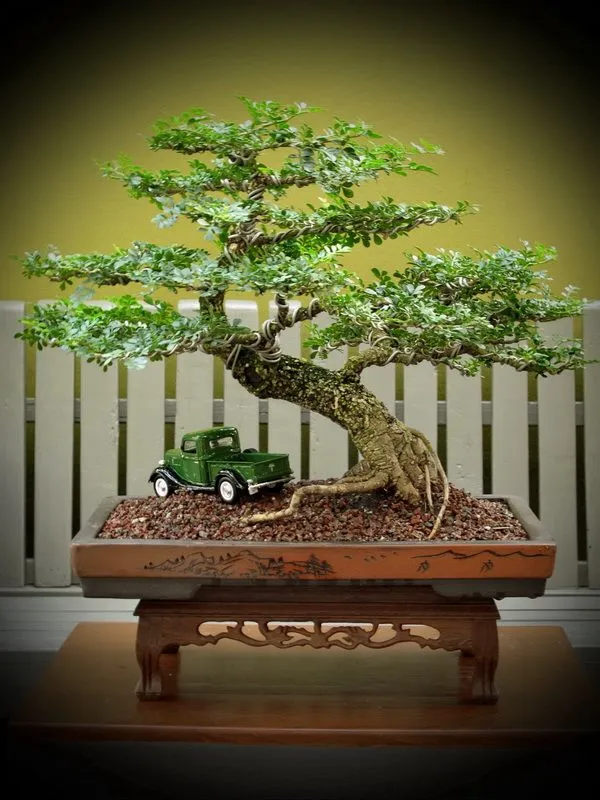 Kumpulan Gambar Aneka Gaya Bonsai Terlengkap! 9 aneka gaya bonsai