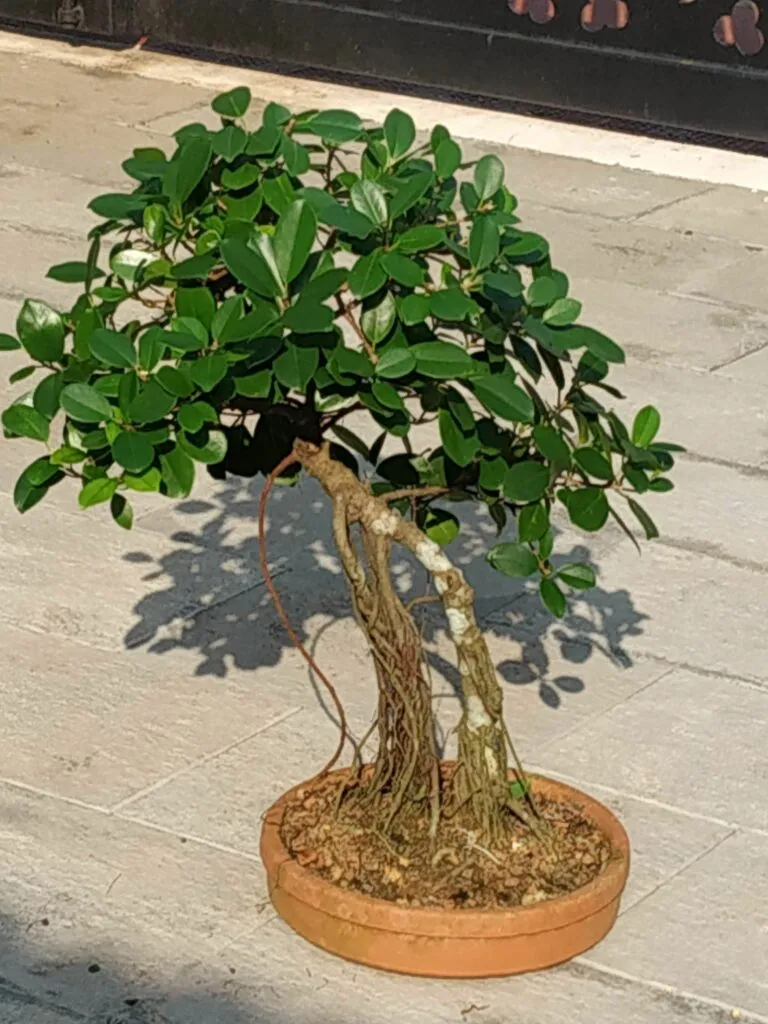 Kumpulan Gambar Aneka Gaya Bonsai Terlengkap! 10 aneka gaya bonsai