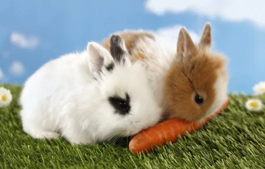 Kumpulan Gambar Kelinci Makan Wortel Terlengkap! 15 gambar kelinci makan wortel