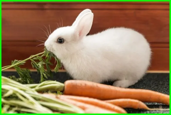 Kumpulan Gambar Kelinci Makan Wortel Terlengkap! 17 gambar kelinci makan wortel