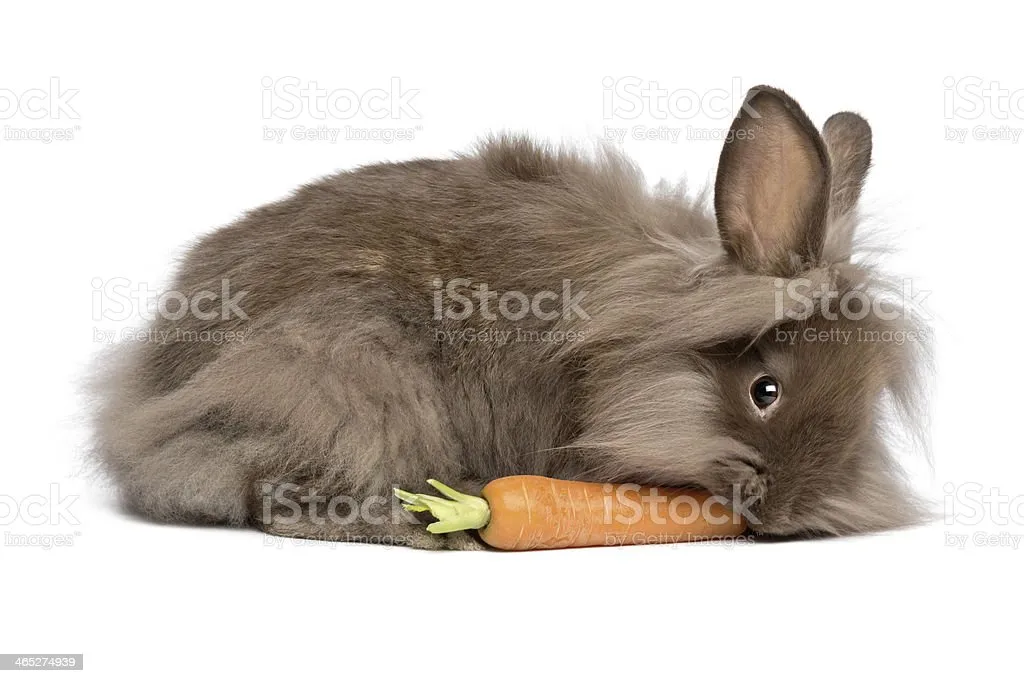 Kumpulan Gambar Kelinci Makan Wortel Terlengkap! 5 gambar kelinci makan wortel
