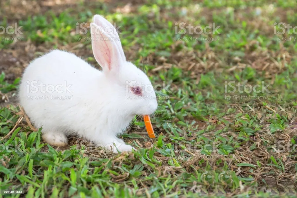 Kumpulan Gambar Kelinci Makan Wortel Terlengkap! 10 gambar kelinci makan wortel