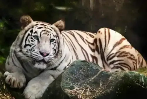 gambar macan putih mata merah