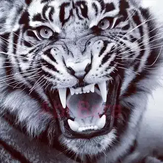 gambar macan putih mata merah