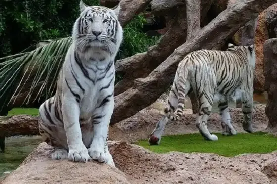 gambar macan putih mata merah