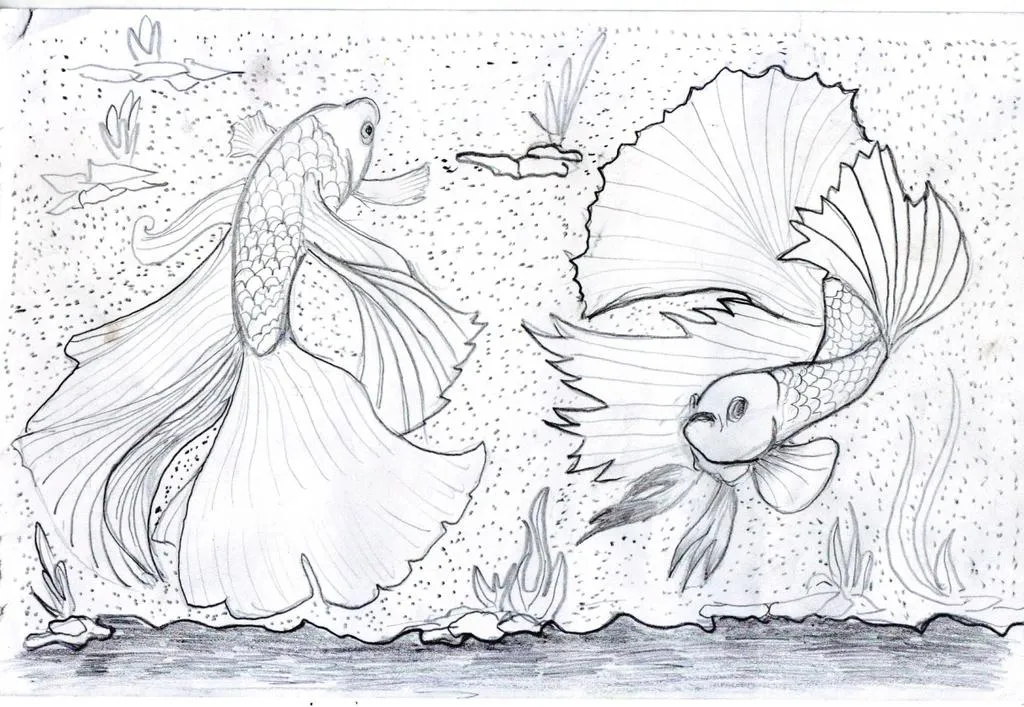 Kumpulan Gambar Sketsa Ikan Cupang, Keren dan Bagus! 11 sketsa ikan cupang