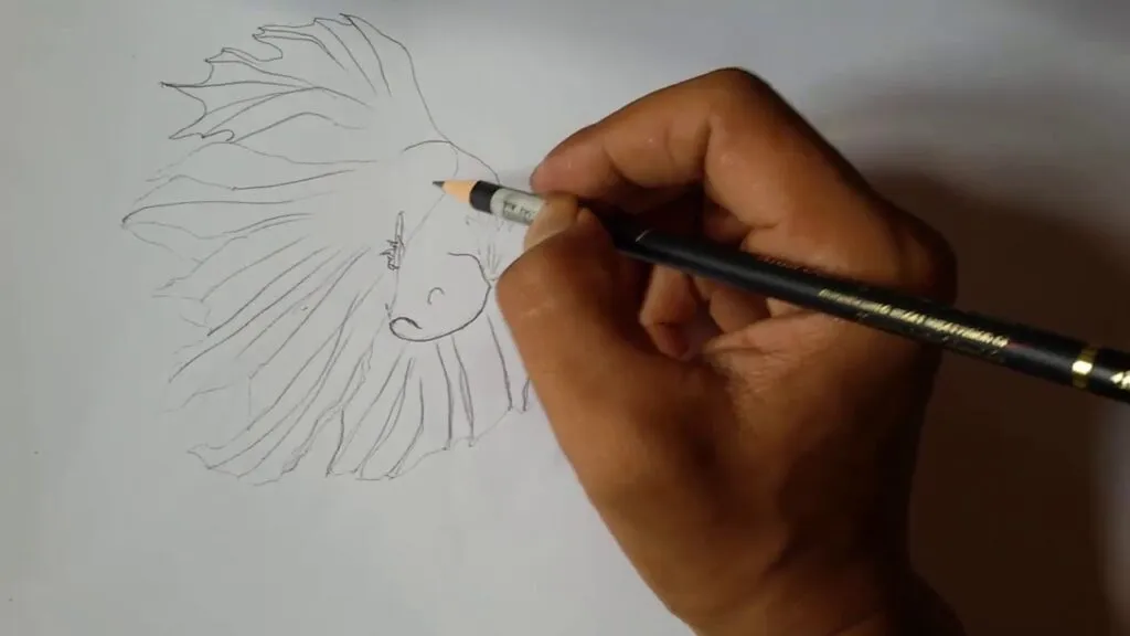 Kumpulan Gambar Sketsa Ikan Cupang, Keren dan Bagus! 3 sketsa ikan cupang