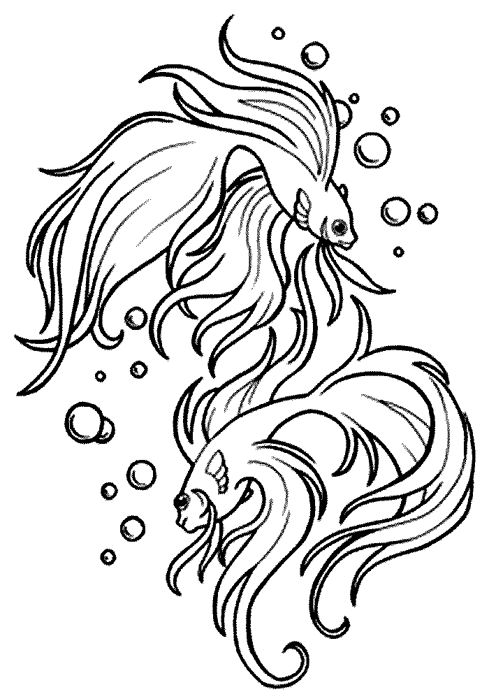 Kumpulan Gambar Sketsa Ikan Cupang, Keren dan Bagus! 4 sketsa ikan cupang