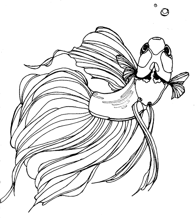 Kumpulan Gambar Sketsa Ikan Cupang, Keren dan Bagus! 5 sketsa ikan cupang