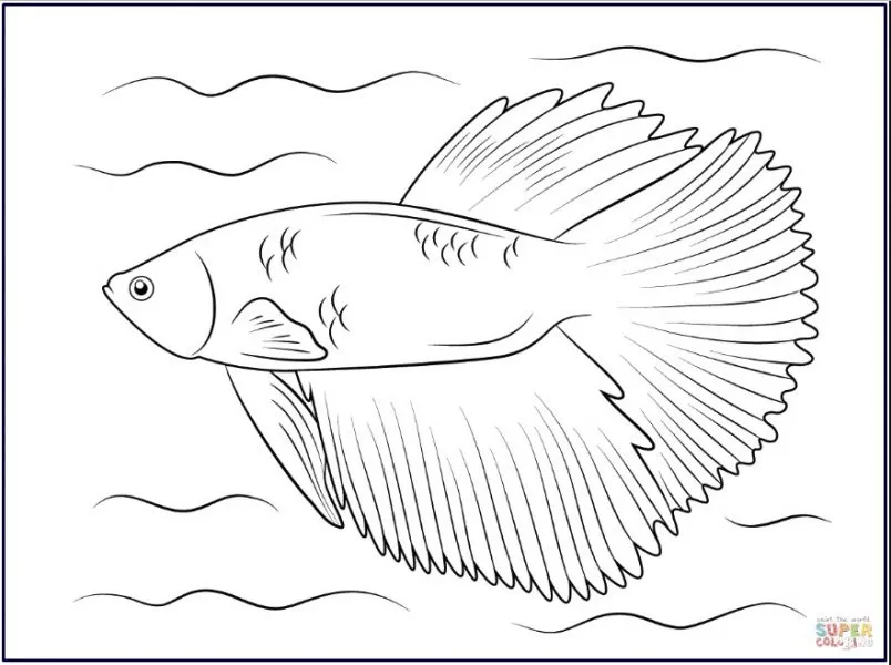 Kumpulan Gambar Sketsa Ikan Cupang, Keren dan Bagus! 7 sketsa ikan cupang