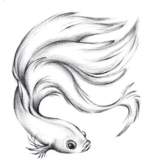 Kumpulan Gambar Sketsa Ikan Cupang, Keren dan Bagus! 9 sketsa ikan cupang